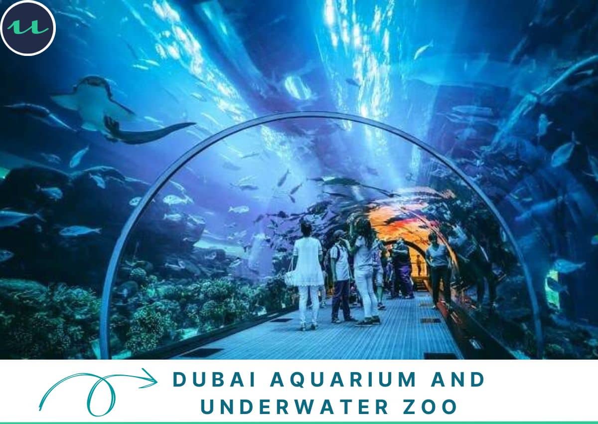 The Underwater Safari - Dubai Aquarium and Underwater Zoo