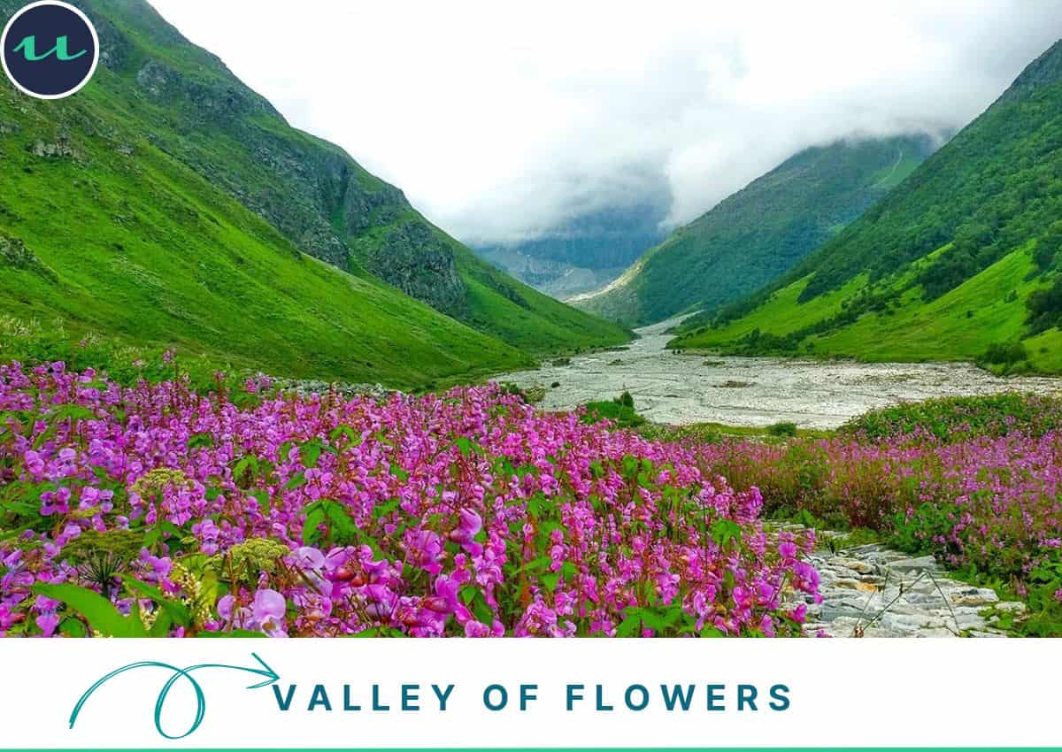 The Iconic WildFlower Lane - Valley of Flowers
