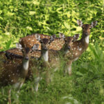 Muthanga Wildlife Sanctuary