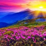 Valley of Flowers National Park