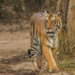 Jim Corbett National Park