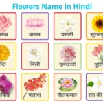 Flowers Name in Hindi