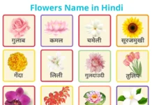 Flowers Name in Hindi